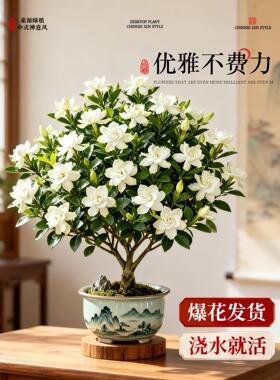 栀子花盆栽四季开花带花苞浓香型老桩树苗室内阳台耐热花卉绿植物