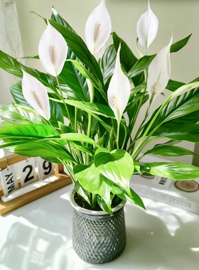白掌一帆风顺盆栽水培植物办公室内绿植红掌四季开花好养带花苞