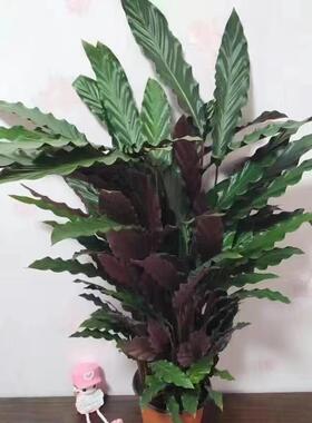 北欧风紫背大波浪 飞羽 竹芋喜阴盆栽绿植花卉净化空气办公室客厅