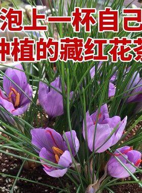 药用正宗藏红花种球苗盆栽花卉种子耐寒水培植物室内室外多季开花
