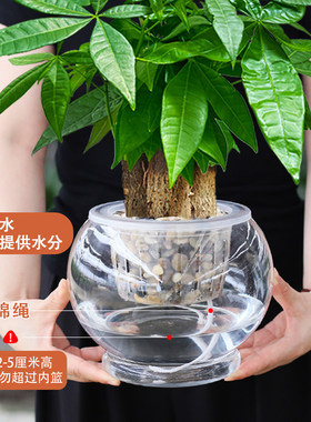 发财树盆栽室内客厅盆栽大招财中式水培盆栽盆景花卉绿植物