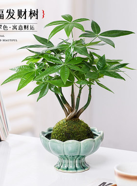 发财树盆栽绿植水培植物苔藓球室内办公室桌面上造型茶几四季常青