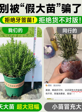 迷迭香盆栽可食用大苗室内驱蚊柠檬薄荷水培植物厨房盆栽牛排专用