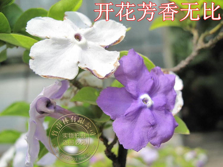 茉莉花盆栽双色茉莉花苗鸳鸯茉莉花茉莉开双色盆栽芳香花卉白茉莉-图1