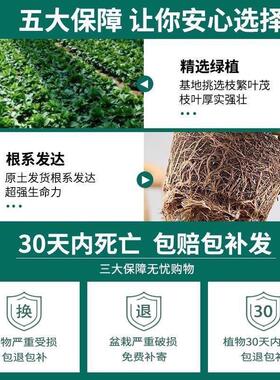 大叶金钻绿公主盆栽室内花卉水培植物办公室懒人好养绿植净化空气