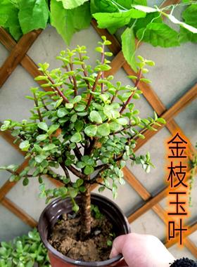 多肉植物金枝玉叶雅乐之舞肉肉老桩大颗好养开花室内花卉盆栽盆景