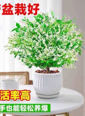九里香盆栽花卉室内客厅四季种植驱蚊植物室外庭院好养夜来香树苗