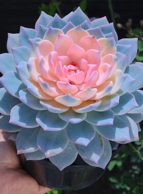 粉心蓝鸟大颗新手好养多肉植肉肉室内花卉小盆栽稀有品种名贵绿植