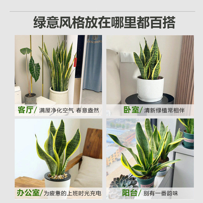 金边虎皮兰盆栽花卉多肉水培绿植物室内好养办公室四季常青虎尾兰,淘宝优惠券,粉丝福利购,淘宝优惠卷