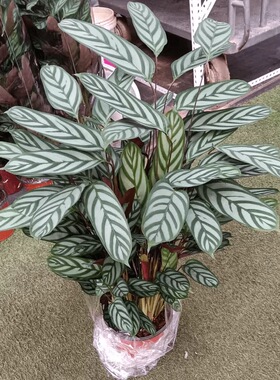 新飞羽竹芋绿植室内盆栽植物客厅桌面四季好养青苹果孔雀竹芋花卉
