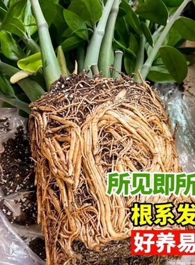 金钱树盆栽植物室内花卉大型客厅好养绿植大摇钱串子招财小发财树