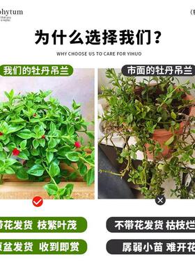 牡丹吊兰盆栽花叶蔓垂吊植物室内阳台多季开花可食用绿植去甲醛