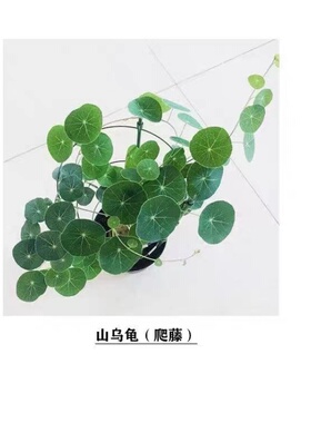 山乌龟阳台植物好养四季盆栽室内易成活净化空气爬藤墙吸甲醛懒人