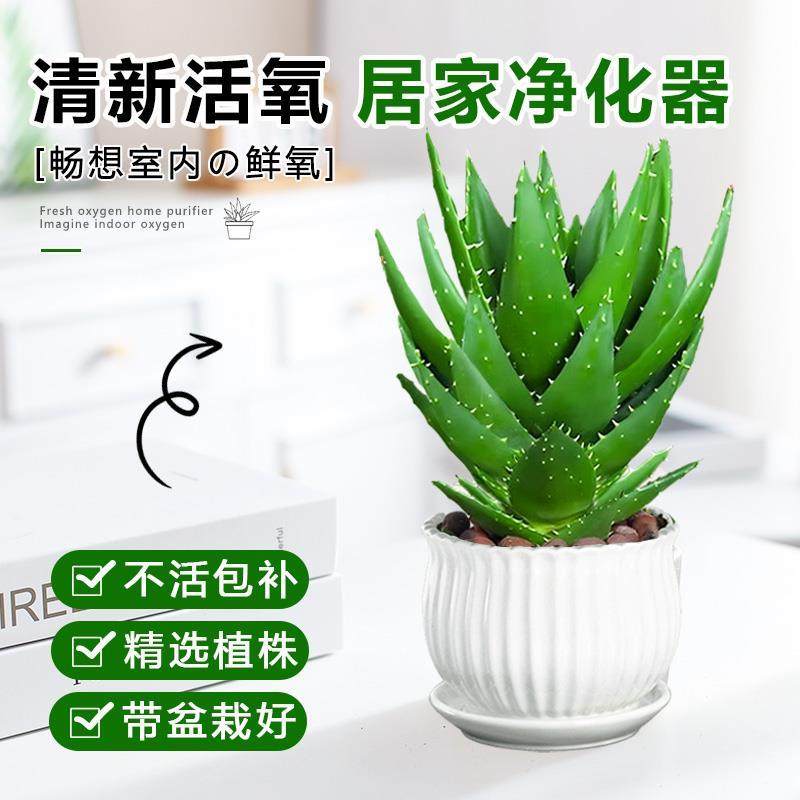 芦荟盆栽大盆室内净化空气绿植办公仙人掌多肉植物四季好养活花卉,淘宝优惠券,粉丝福利购,淘宝优惠卷