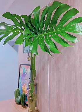 水培植物龟背竹盆栽老桩四季常青大叶室内观叶桌面绿植