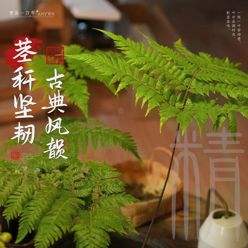 盆景植物红磷蕨类耐阴新球苔藓蕨蕨一叶禅意绿植盆栽中式室内水培,淘宝优惠券,粉丝福利购,淘宝优惠卷