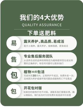 精品君子兰盆栽带花苞客厅十大名贵花卉植物室内易活四季兰花小苗