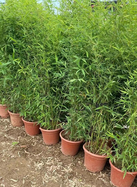 慈孝丛生凤尾竹盆栽竹子庭院围墙篱笆竹苗耐寒青植物米竹盆景绿植