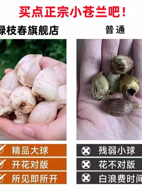 香雪兰种球四季好养活开花大球进口重瓣小苍兰种球混色盆栽带花苞