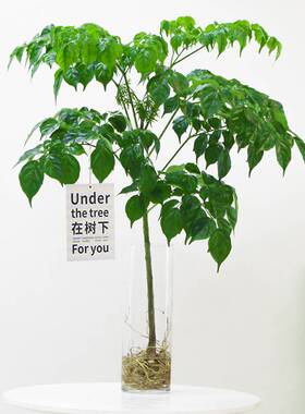 水培植物幸福树盆栽水养室内桌面绿植比吊钟马醉木好养带根平安树