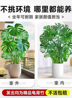 龟背竹客厅大盆栽老桩水培植物室内四季好养办公室绿植小苗客厅景