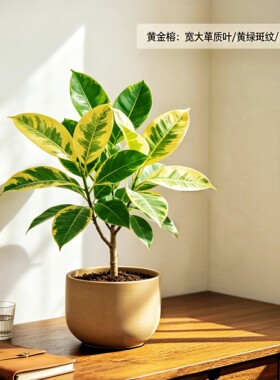 黄金榕绿植花叶橡皮树富贵榕盆栽室内高级感植物客厅盆景招财好养