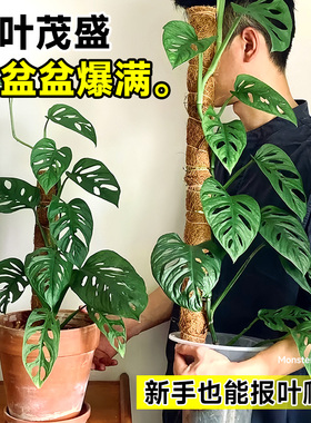 水培仙洞龟背竹盆栽爬藤植物室内耐阴好养观叶垂吊绿植懒人养的花
