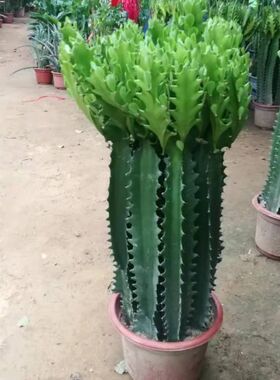 龙骨植物盆栽办公室外客厅仙人掌吸甲醛四季好养植物绿植巴西龙骨