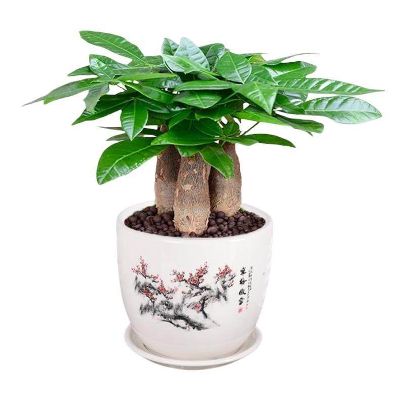 发财树盆栽办公室内桌面小盆景大发财树苗四季好养活招财花卉绿植,淘宝优惠券,粉丝福利购,淘宝优惠卷