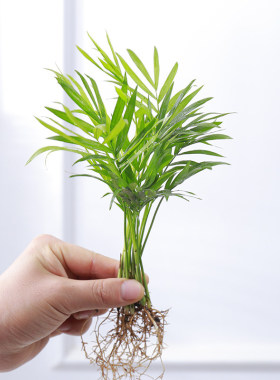九里香盆栽花卉袖珍椰子小竹柏桌面水培植物吉利红办公桌创意绿植