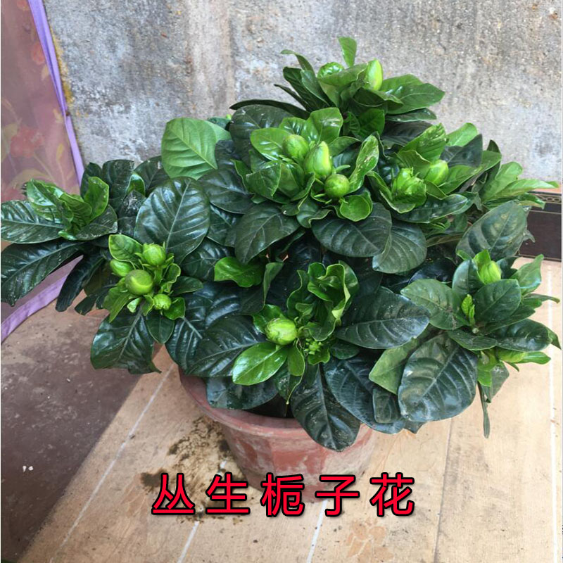 栀子花盆栽植物大树苗带花苞室内浓香型大叶独杆牡丹开花老桩 - 图0