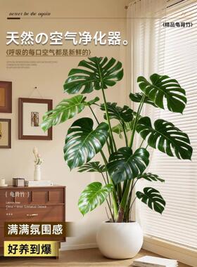 龟背竹客厅大盆栽老桩大叶室内客厅大型绿植开背提跟植物四季好养