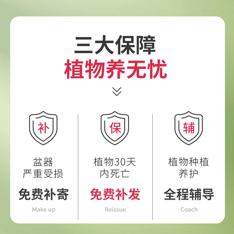 文昌竹4支富贵竹带根高考金榜题名室内书桌绿植盆栽净化空气好养,淘宝优惠券,粉丝福利购,淘宝优惠卷