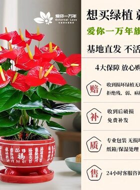 红掌盆栽带花大号客厅桌面盆景鸿运当头办公室内开花卉绿植物四季