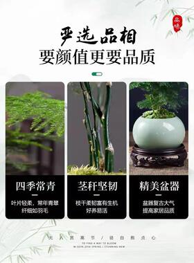 文竹盆栽植物室内花卉盆景客厅办公室桌面小绿植好养云竹四季常青