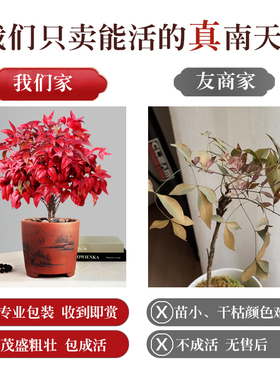 红叶南天竹盆景冬季耐寒红叶植物室内外阳台庭院四季好养植物