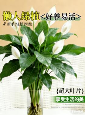 白掌一帆风顺盆栽办公室内花卉绿植客厅招财旺宅水培植物四季好养