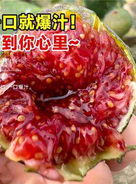 无花果树盆栽大果带叶盆栽矮化老桩当年结果南北方阳台庭院地栽