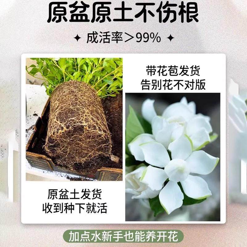 独杆棒棒糖栀子花阳台盆栽带花苞大叶老桩浓香牡丹四季开花卉植物,淘宝优惠券,粉丝福利购,淘宝优惠卷