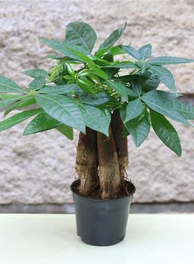 发财树盆栽 室内办公室四季常青 桌面植物 组合发财树带盆