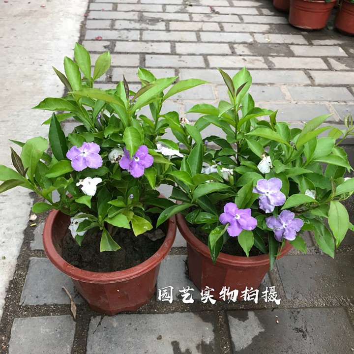 茉莉花盆栽双色茉莉花苗鸳鸯茉莉花茉莉开双色盆栽芳香花卉白茉莉-图3