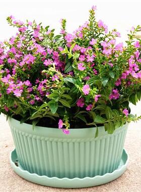 满天星盆栽花卉室内绿植办公室桌面花卉观花植物四季开花常青盆景