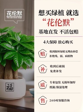 发财树盆栽招财旺宅桌面盆景办公室绿植室内客厅中式禅意四季植物