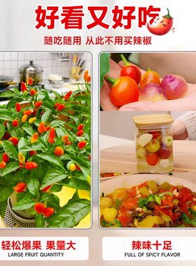七彩辣椒盆栽带果可食用彩椒树苗朝天椒室内绿植阳台开花结果植物