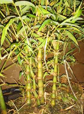 观赏竹子佛肚竹盆景米竹罗汉竹状如佛肚室内植物盆栽庭院种植趣味