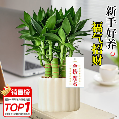 文昌竹4支富贵竹带根金榜题名室内盆栽高考书桌绿植净化空气好养 - 图0