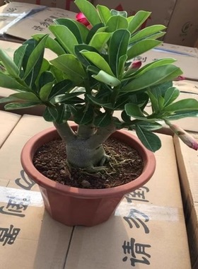 沙漠玫瑰盆栽老桩四季开花重瓣好养绿植室内客厅花卉耐干多肉植物