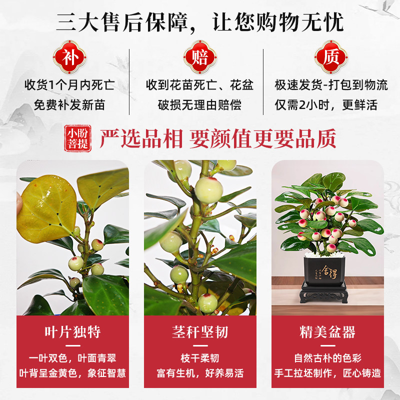 菩提树盆栽小盼菩提带果盆景室内办公室植物桌面摆件中式禅意绿植,淘宝优惠券,粉丝福利购,淘宝优惠卷