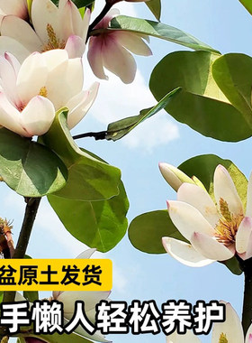含笑花盆栽老桩树苗带花苞室内阳台四季浓香型耐寒花卉植物香蕉花