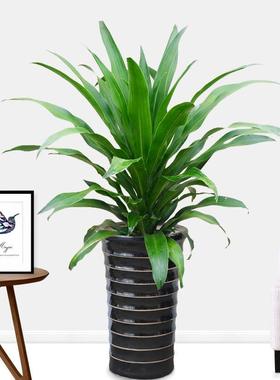 室内盆栽绿植青叶也门铁巴西铁盆栽办公室除观叶新鲜植物